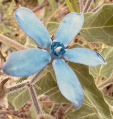 Oxypetalum coeruleum