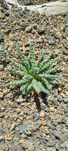 Saw phacelia (Phacelia serrata)
