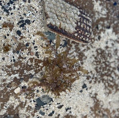 Melanamansia glomerata