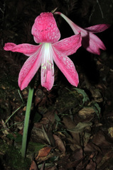 Hippeastrum reticulatum