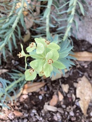 Euphorbia rigida