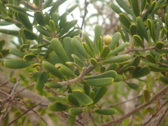 Jacquinia keyensis