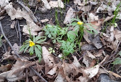 Anemonoides ranunculoides