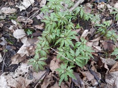 Anemonoides ranunculoides