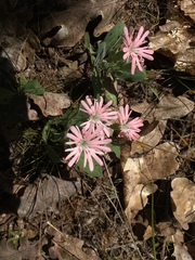 Silene hookeri