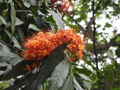 Saraca indica
