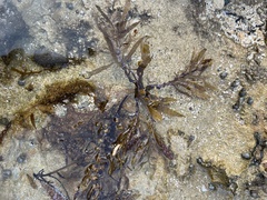 Sargassum aquifolium