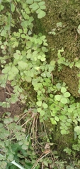 Adiantum poiretii