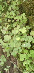 Adiantum poiretii