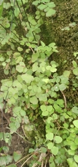 Adiantum poiretii