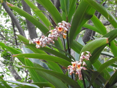 Alpinia galanga