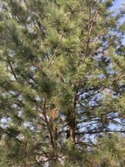 Pinus sibirica