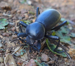 Eleodes grandicollis