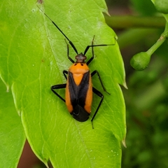 Taedia