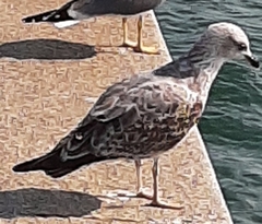 Larus