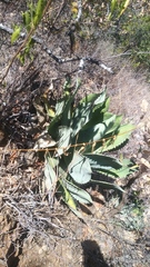 Agave potatorum