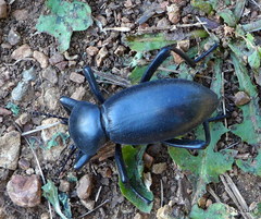 Eleodes grandicollis