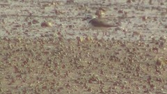 Charadrius
