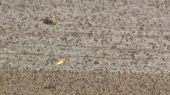Charadrius