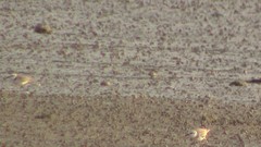 Charadrius