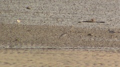 Charadrius