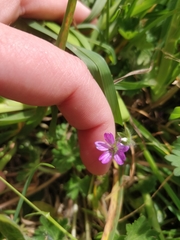 Geranium molle
