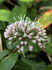 Eupatorium kiirunense