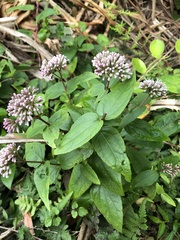 Eupatorium kiirunense