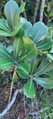 Cussonia thyrsiflora