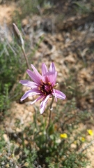 Pseudopodospermum papposum