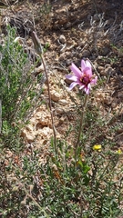 Pseudopodospermum papposum