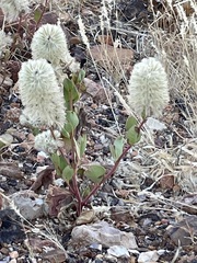 Ptilotus nobilis