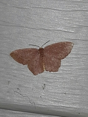 Thalera pistasciaria