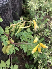 Corydalis formosana