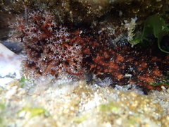 Holothuria cinerascens