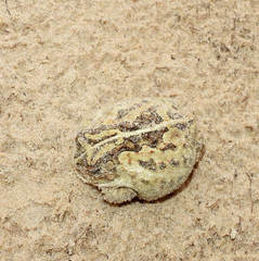 Odontophrynus maisuma