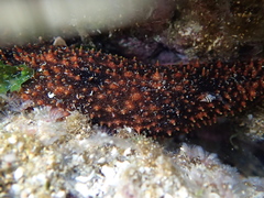 Holothuria cinerascens