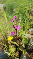 Orchis quadripunctata