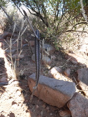 Peniocereus greggii greggii