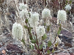 Ptilotus nobilis