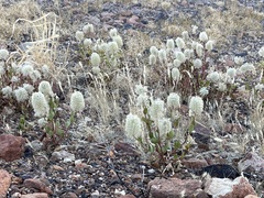 Ptilotus nobilis