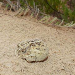 Odontophrynus maisuma