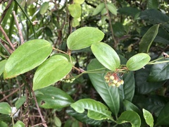 Smilax elongatoumbellata