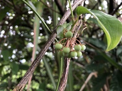 Smilax elongatoumbellata