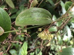 Smilax elongatoumbellata