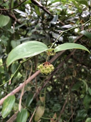 Smilax elongatoumbellata