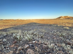 Ptilotus nobilis