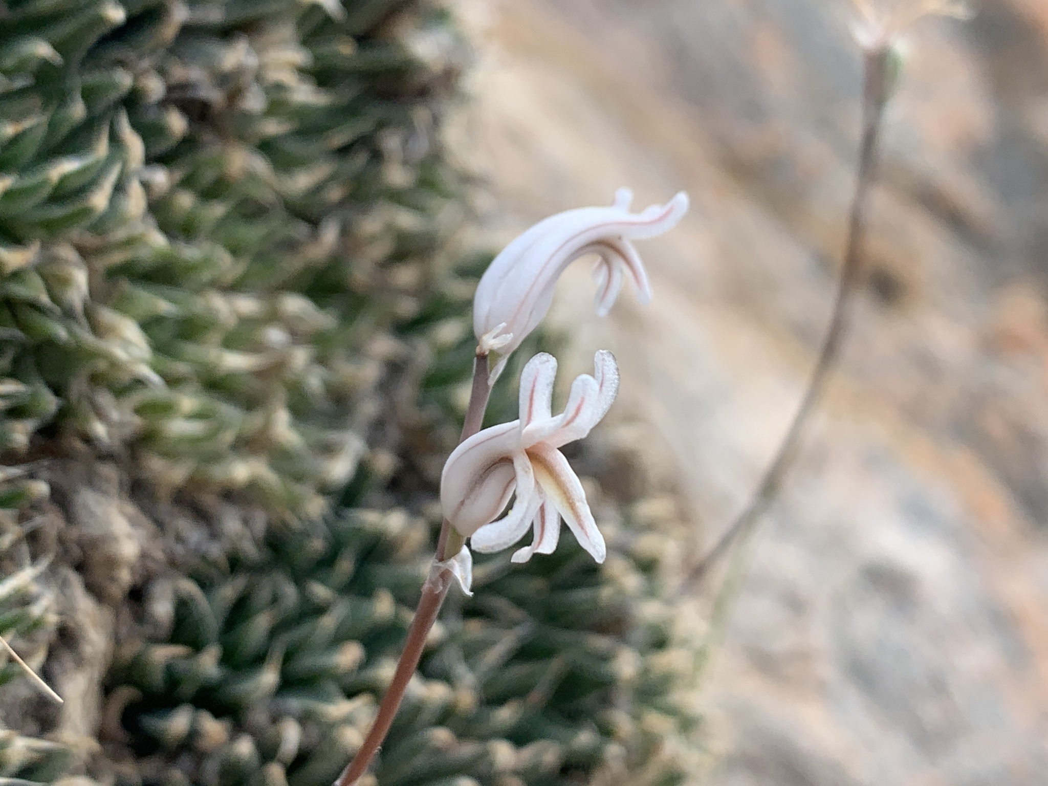 Imagem de Haworthia marumiana não possui um nome popular amplamente reconhecido no Brasil