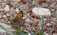 Tharsalea mariposa