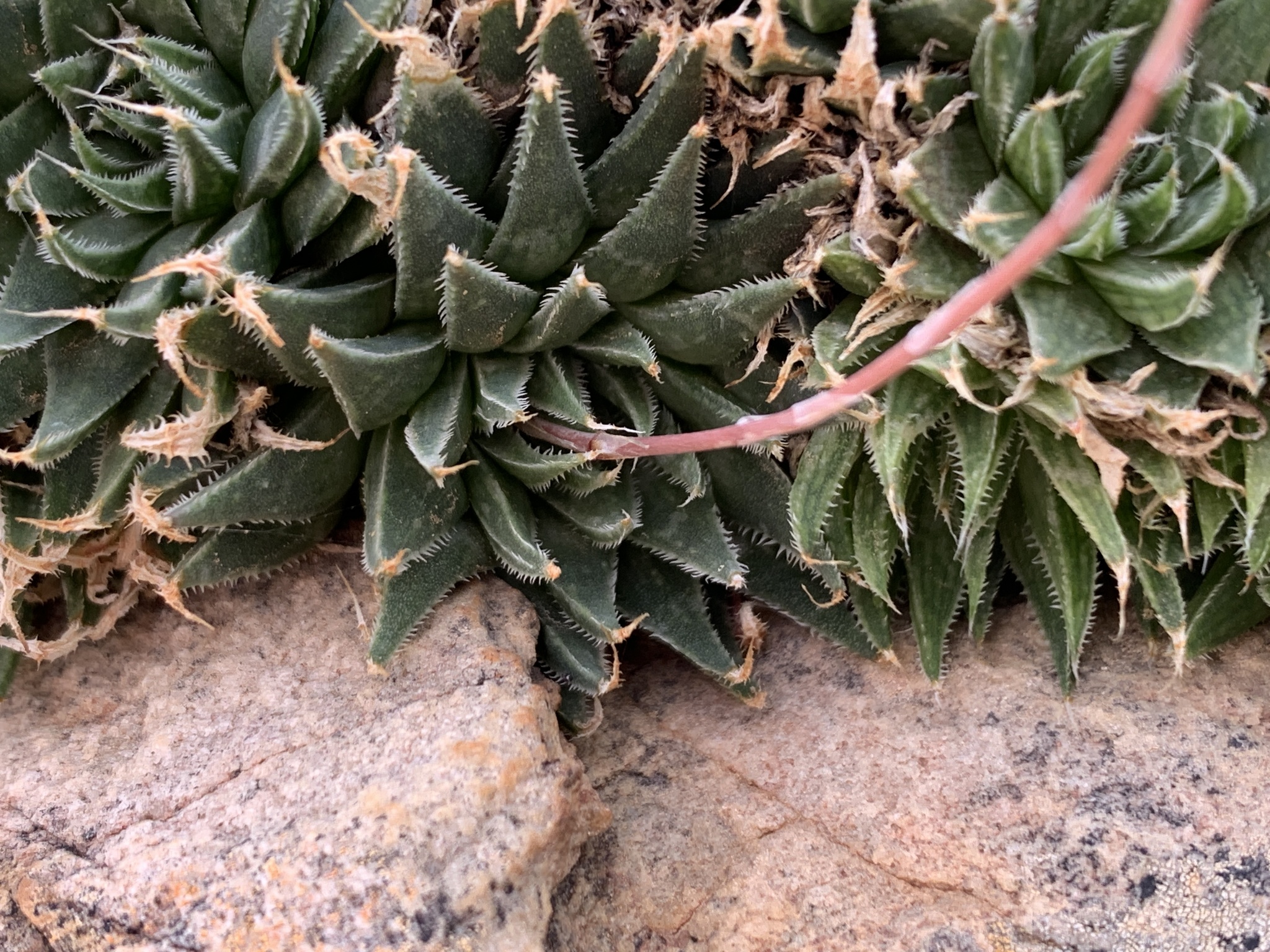 Imagem de Haworthia marumiana não possui um nome popular amplamente reconhecido no Brasil